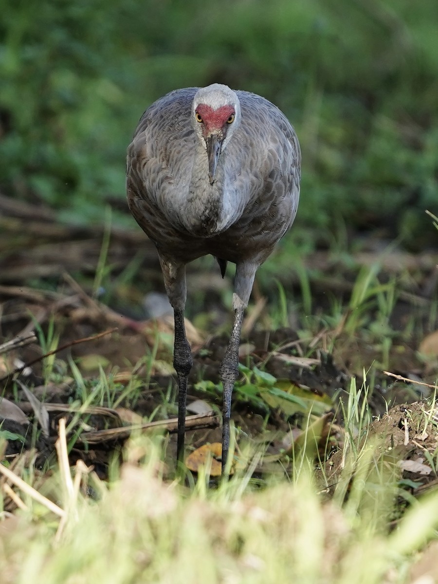 Sandhill Crane (Lesser) - ML645740206