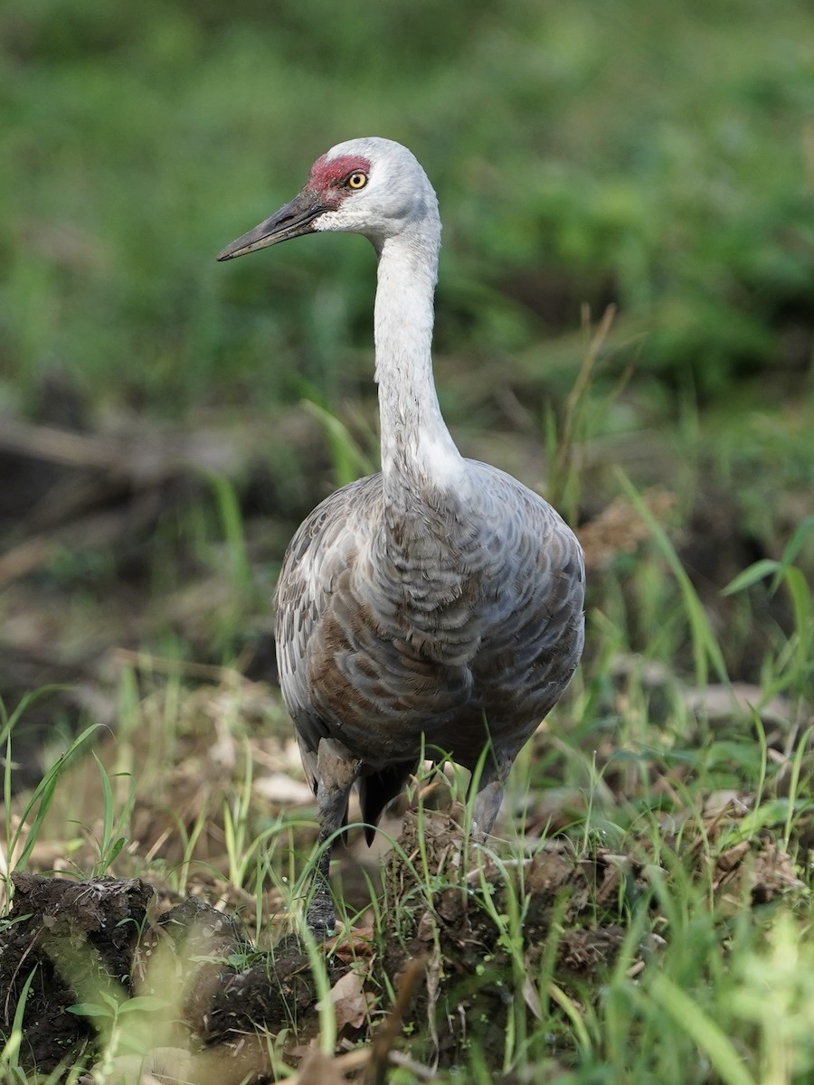 Sandhill Crane (Lesser) - ML645740207