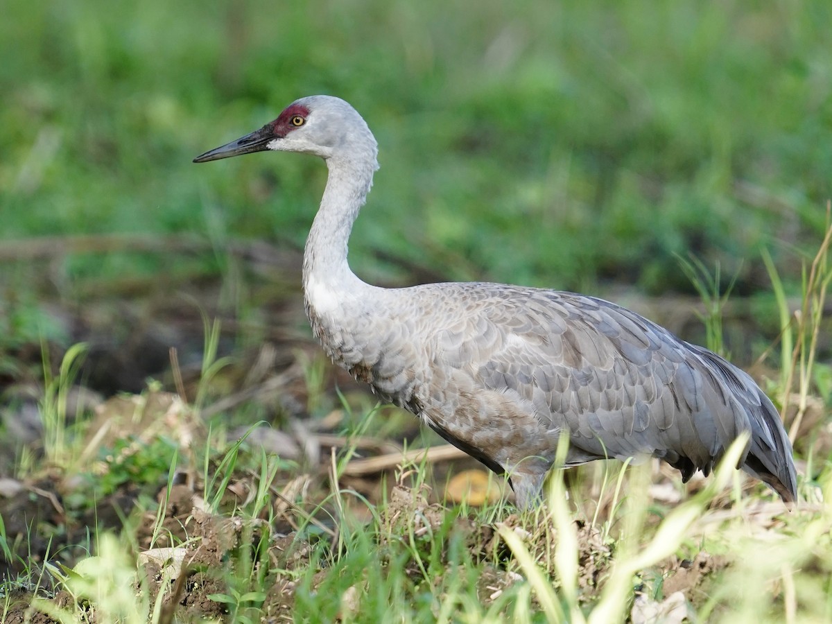 Sandhill Crane (Lesser) - ML645740208