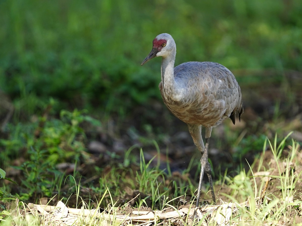 Sandhill Crane (Lesser) - ML645740209