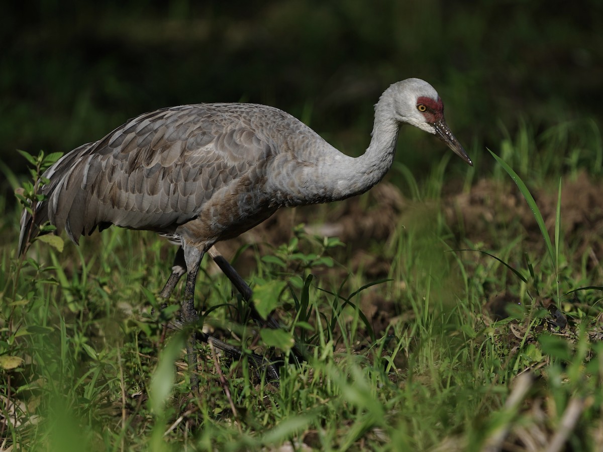 Sandhill Crane (Lesser) - ML645740210