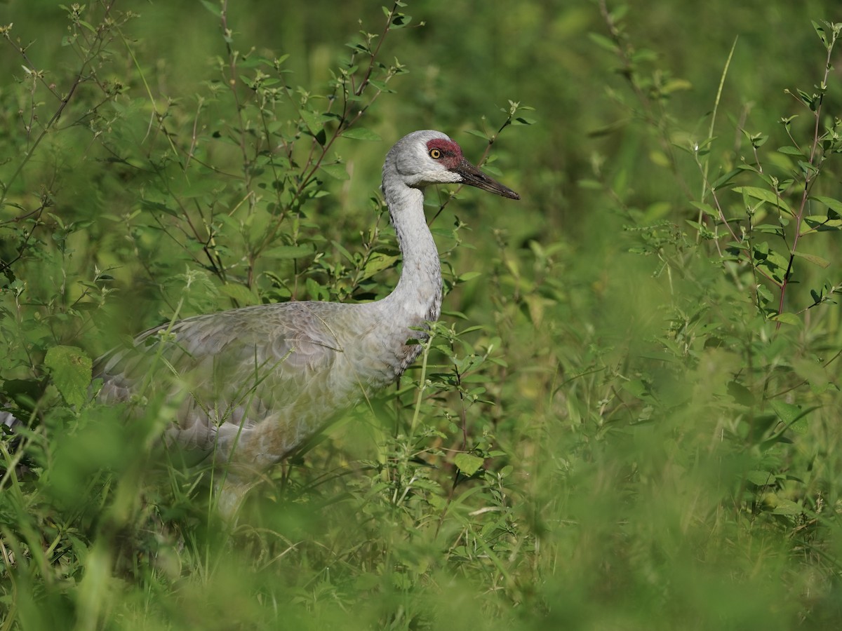 Sandhill Crane (Lesser) - ML645740211