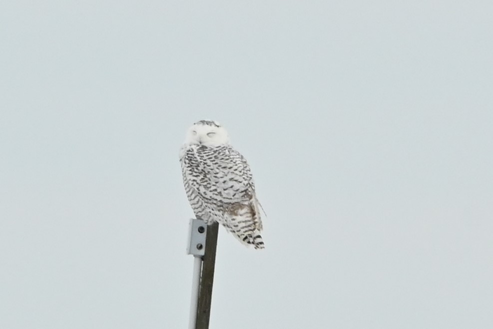Snowy Owl - ML645740215