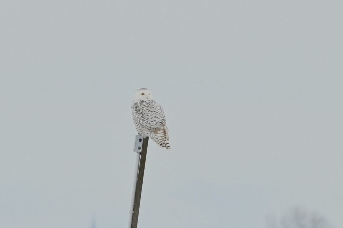 Snowy Owl - ML645740216