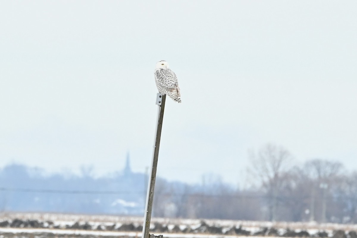 Snowy Owl - ML645740217