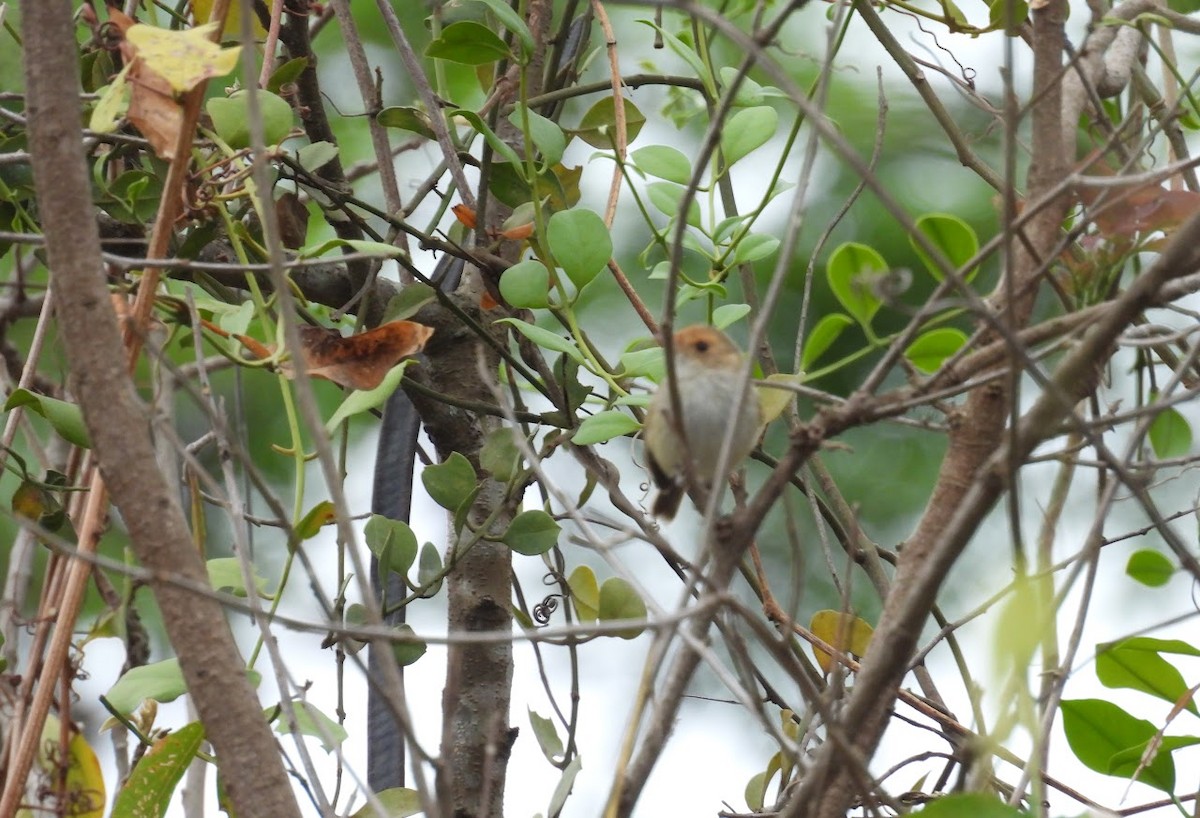 Fulvous-faced Scrub-Tyrant - ML645740221