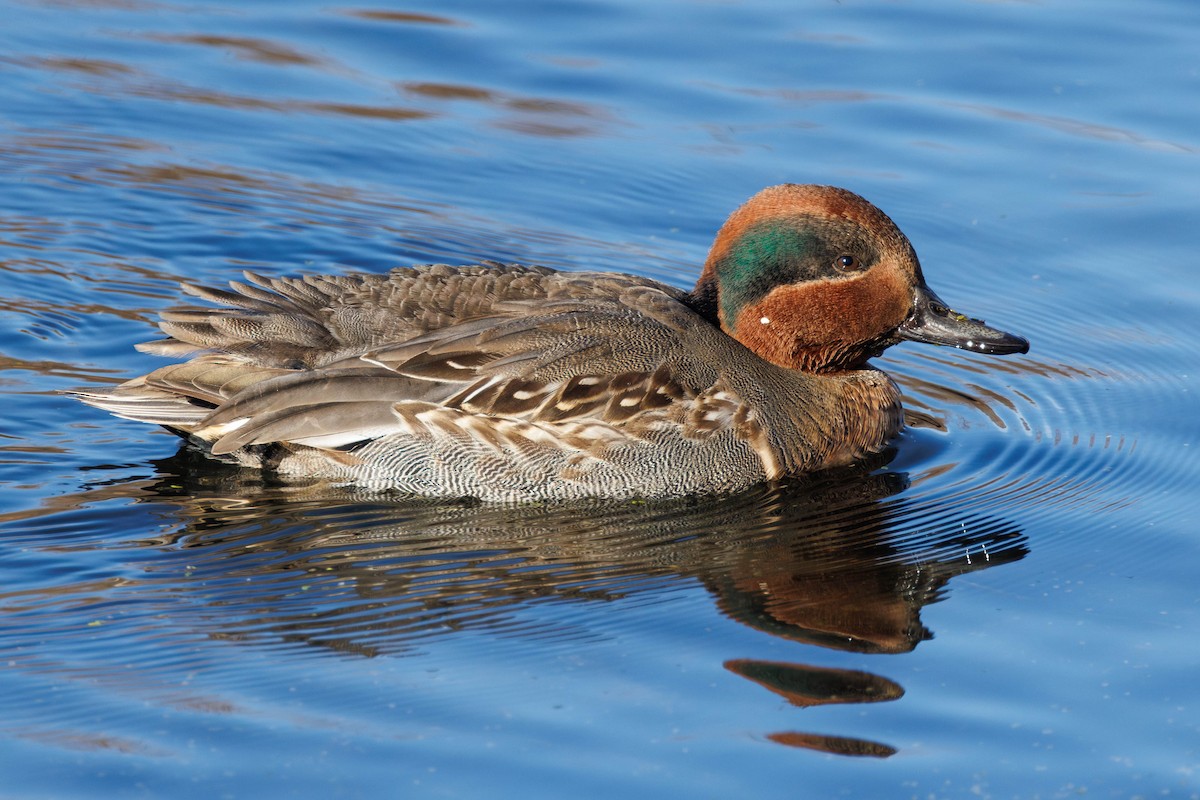 小水鴨 - ML645740235