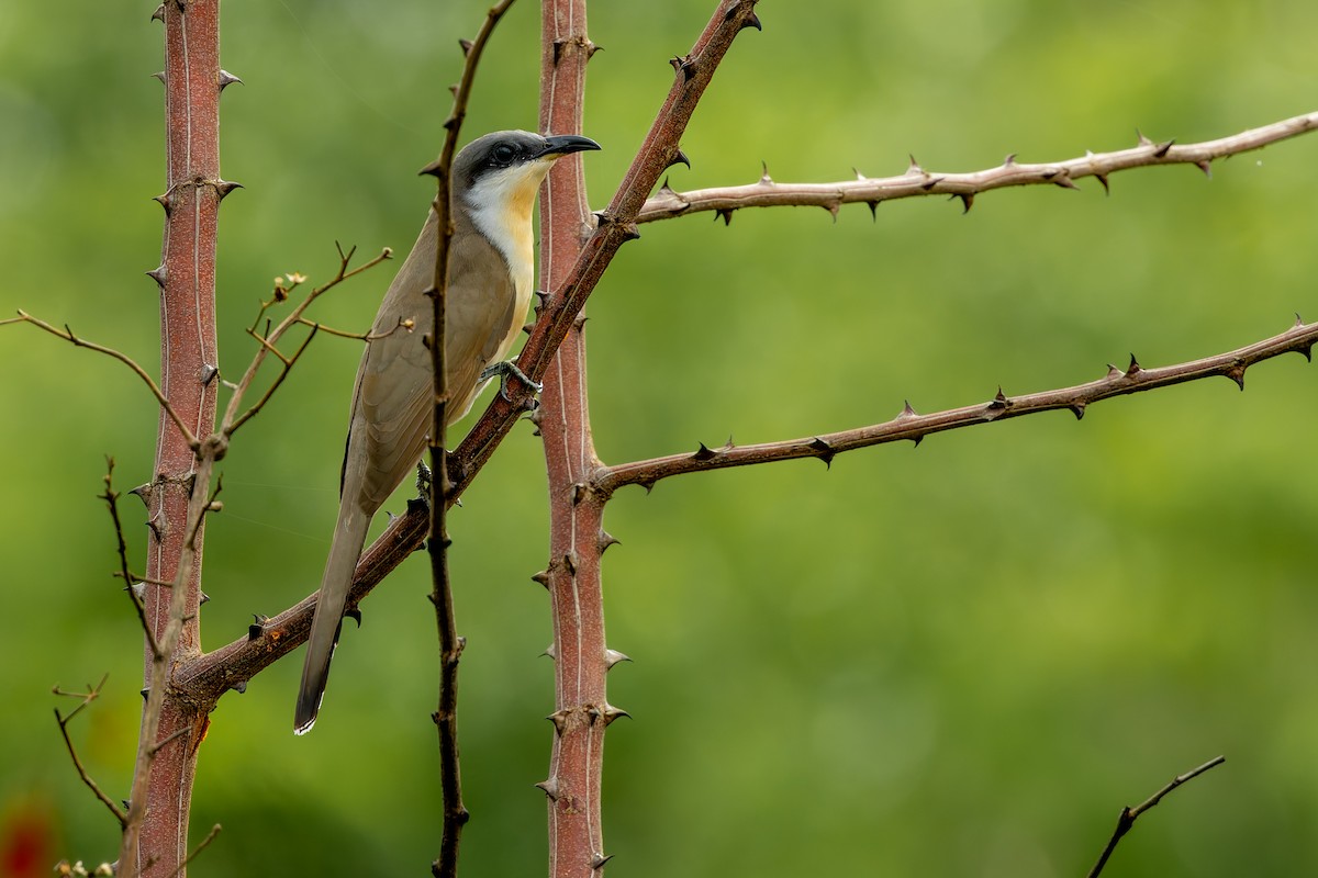 Кукліло бурий - ML645740242