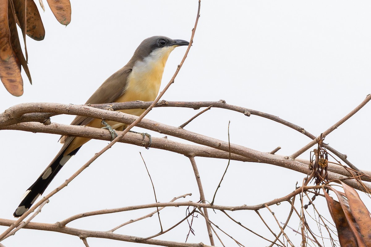 Кукліло бурий - ML645740243