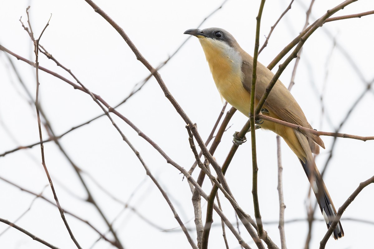 Кукліло бурий - ML645740246