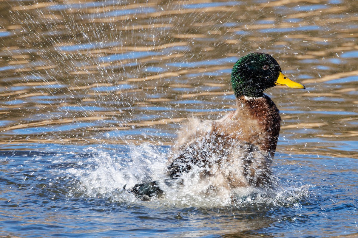 綠頭鴨 - ML645740248