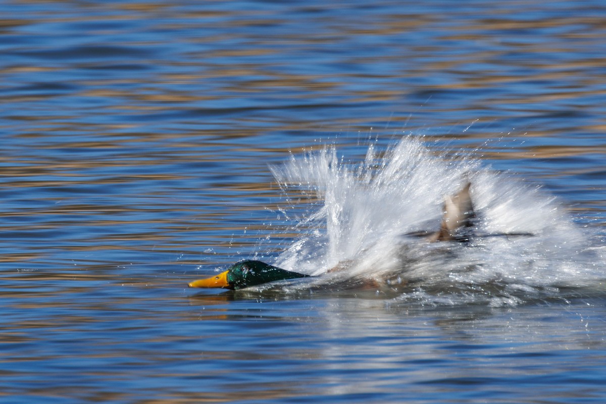 綠頭鴨 - ML645740250