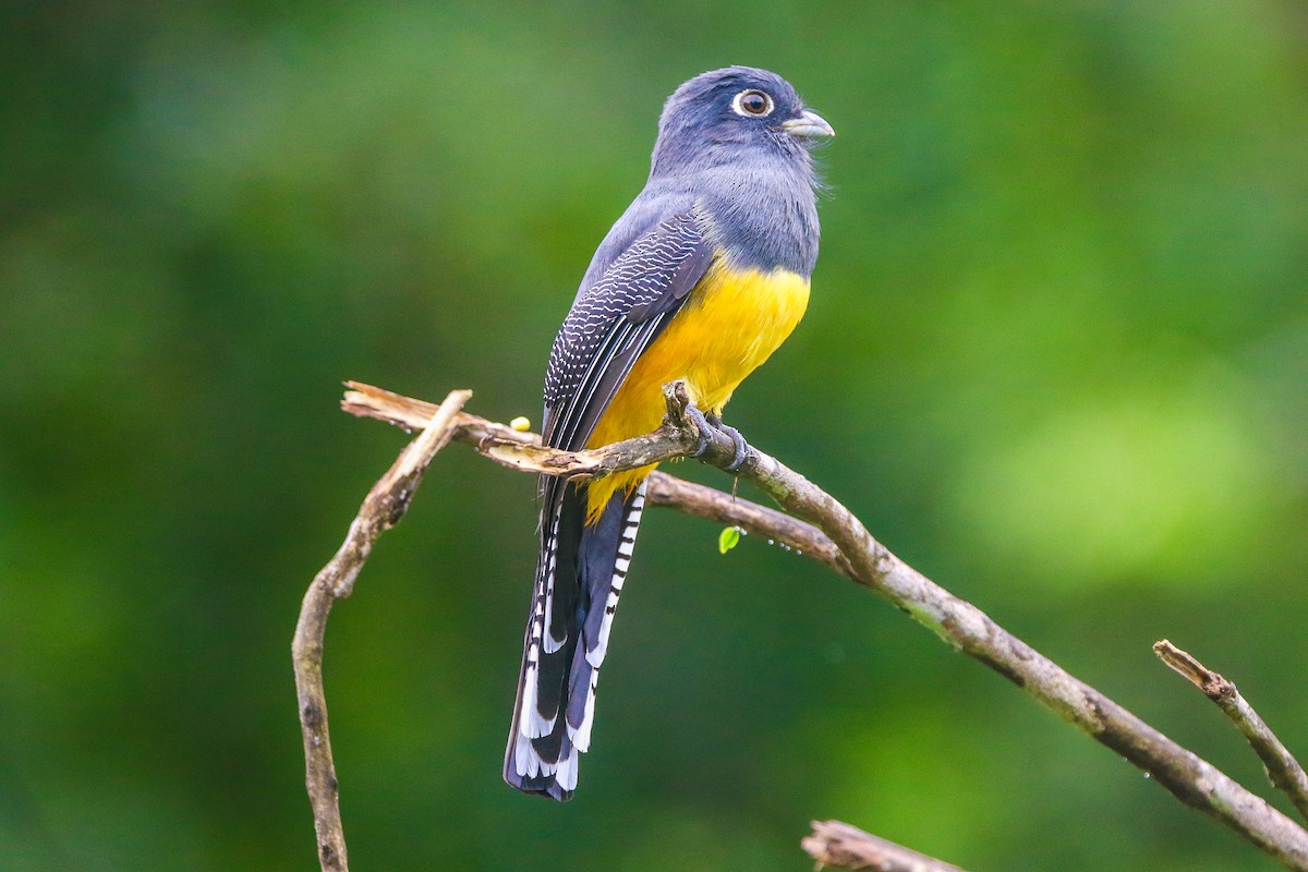 Gartered Violaceous Trogon - ML645740253