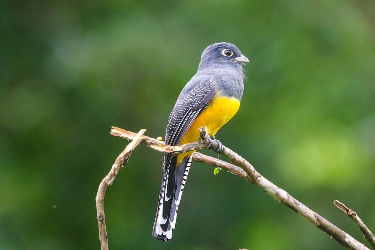 Gartered Violaceous Trogon - ML645740254