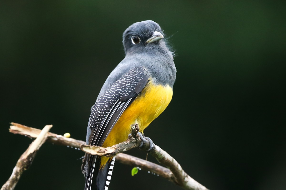 Gartered Violaceous Trogon - ML645740255