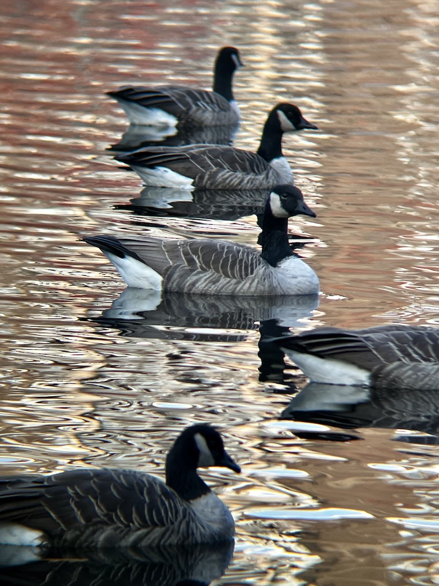Canada Goose - ML645740256