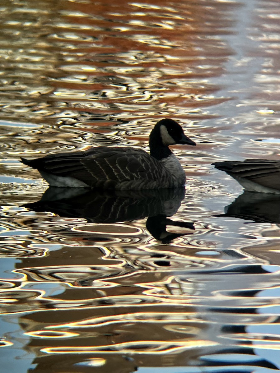 Canada Goose - ML645740257