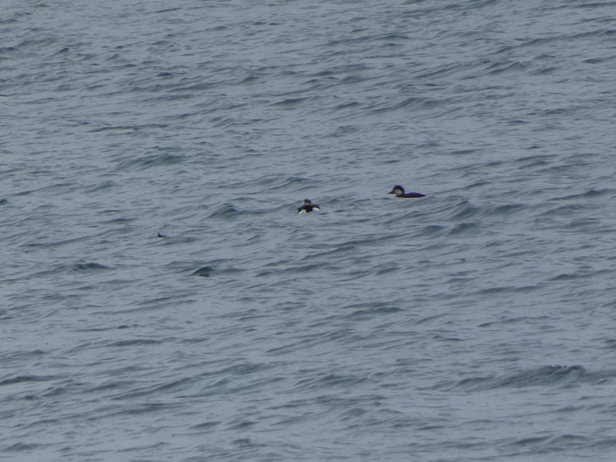 amerikasvartand - ML645740260