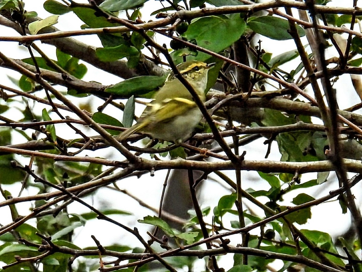 Luì di Pallas - ML645740264