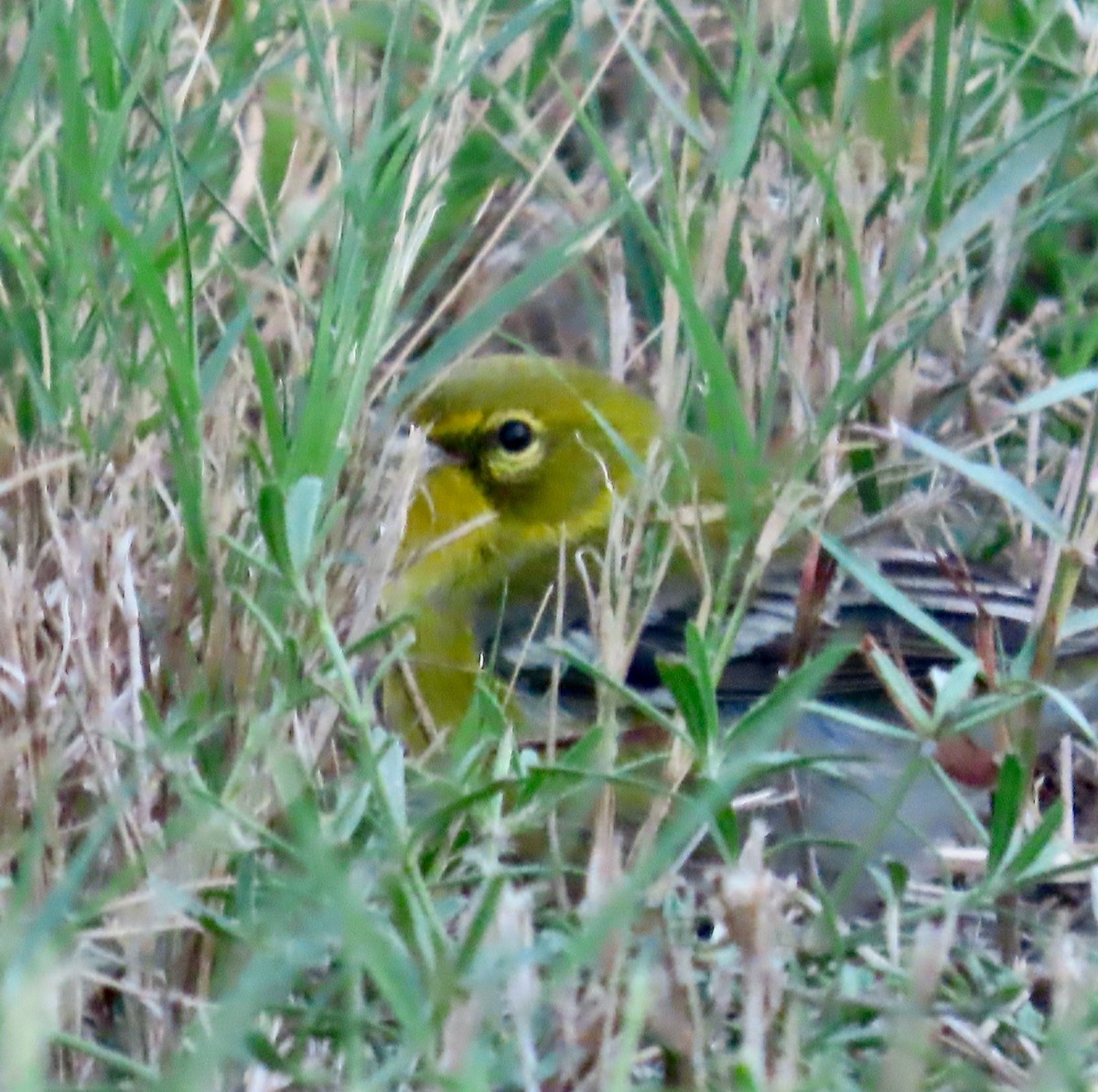 Pine Warbler - ML645740274