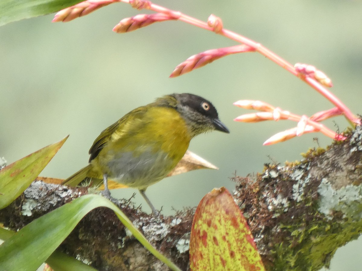 Common Chlorospingus - ML645740276