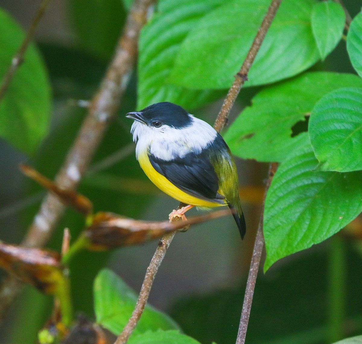 White-collared Manakin - ML645740278