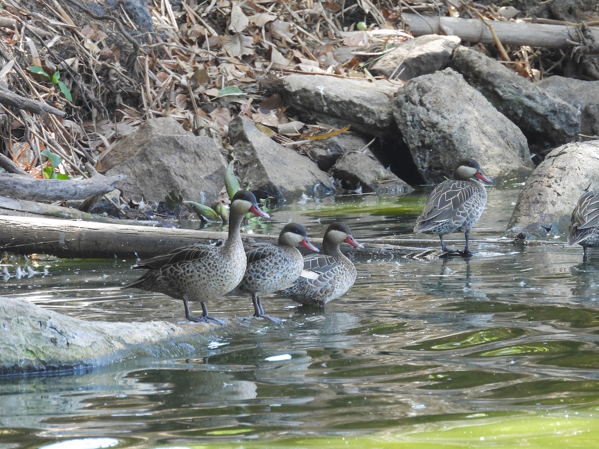 ostralka rudozobá - ML645740281