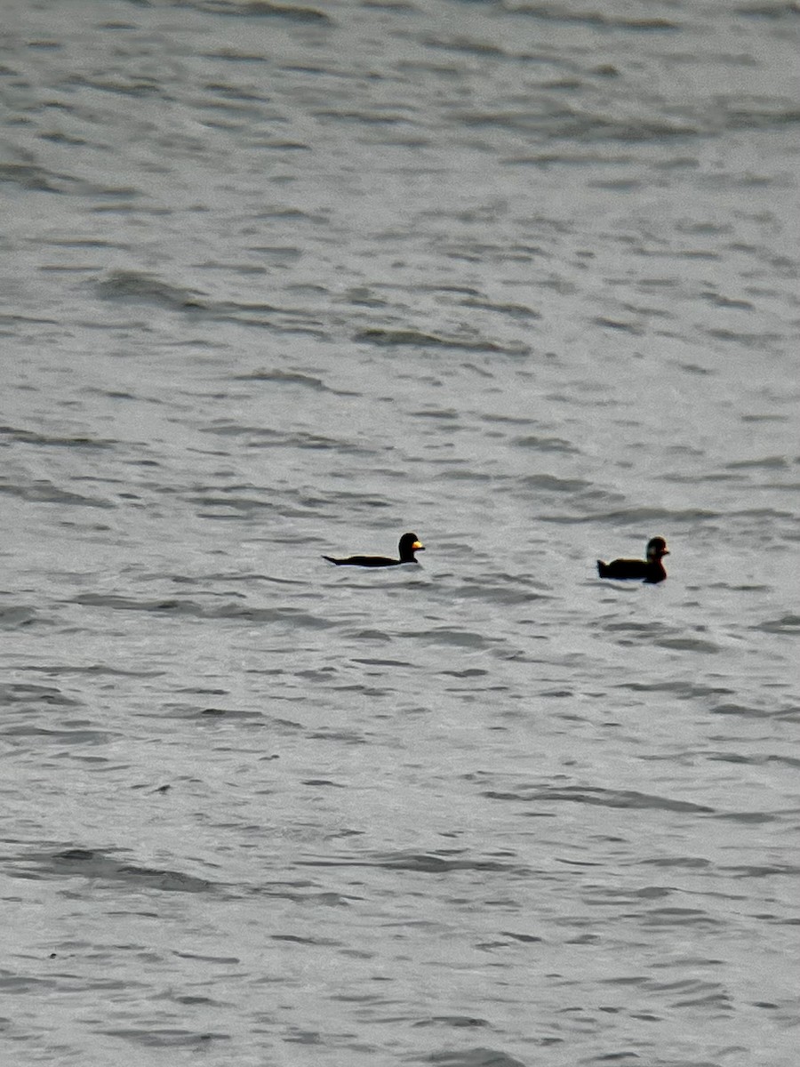 amerikasvartand - ML645740286