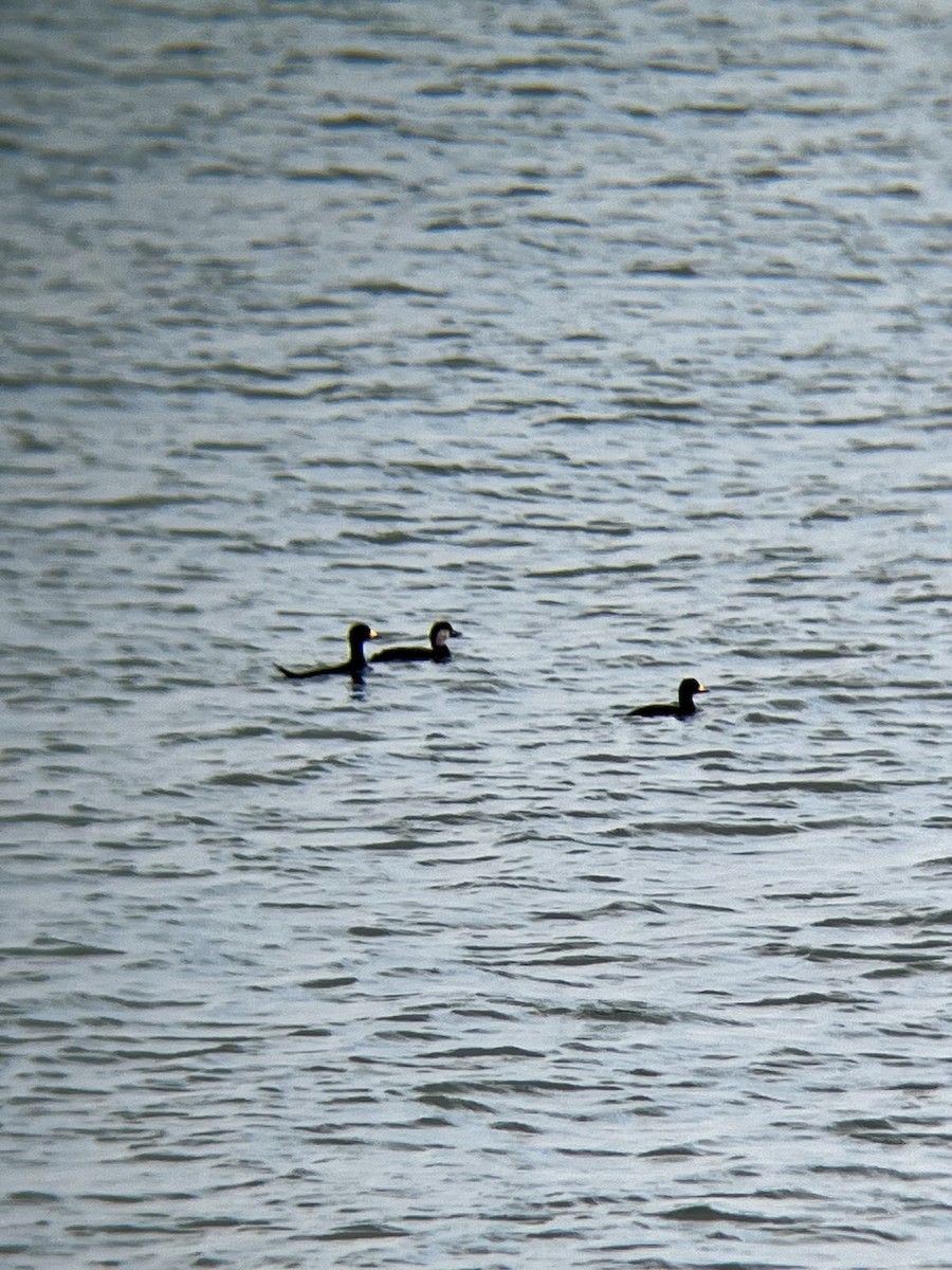 amerikasvartand - ML645740287