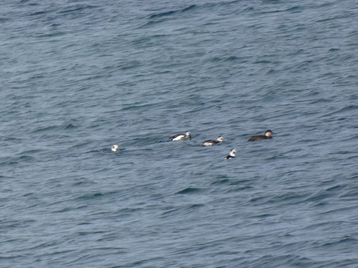 amerikasvartand - ML645740296