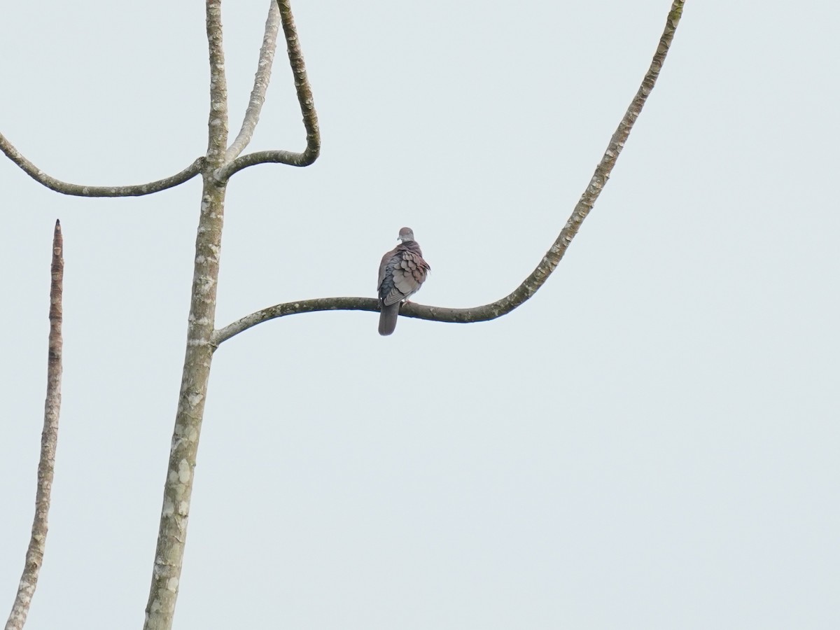 Paloma Colorada - ML645740299