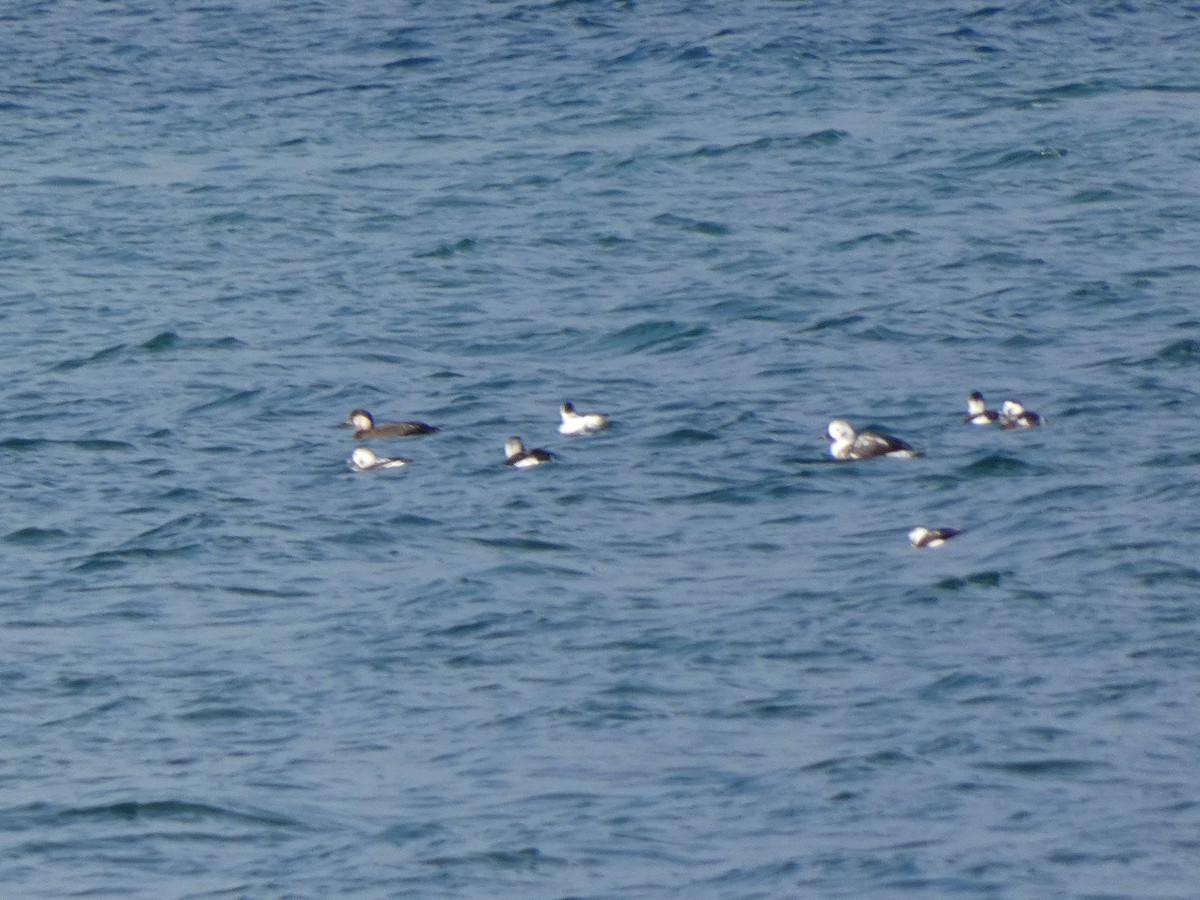 amerikasvartand - ML645740302