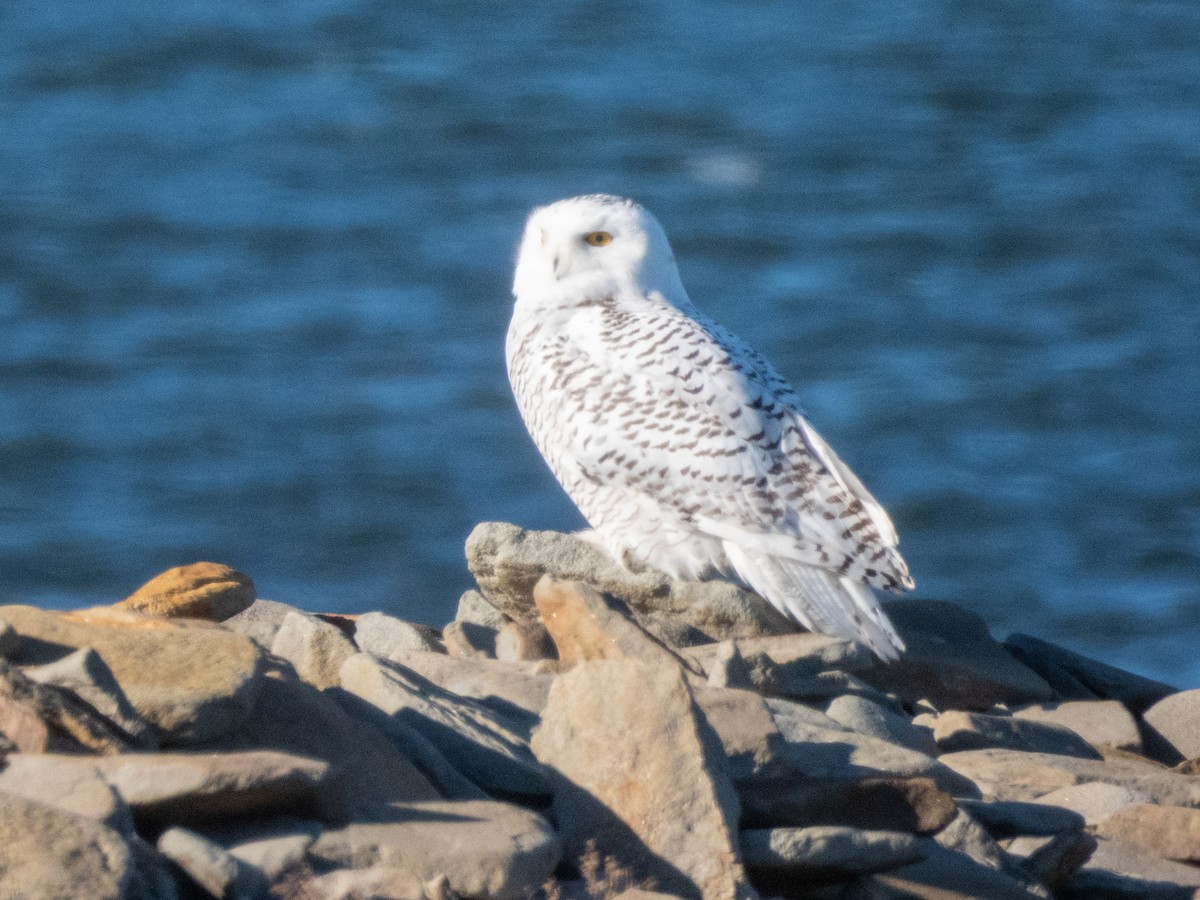 Snowy Owl - ML645740308