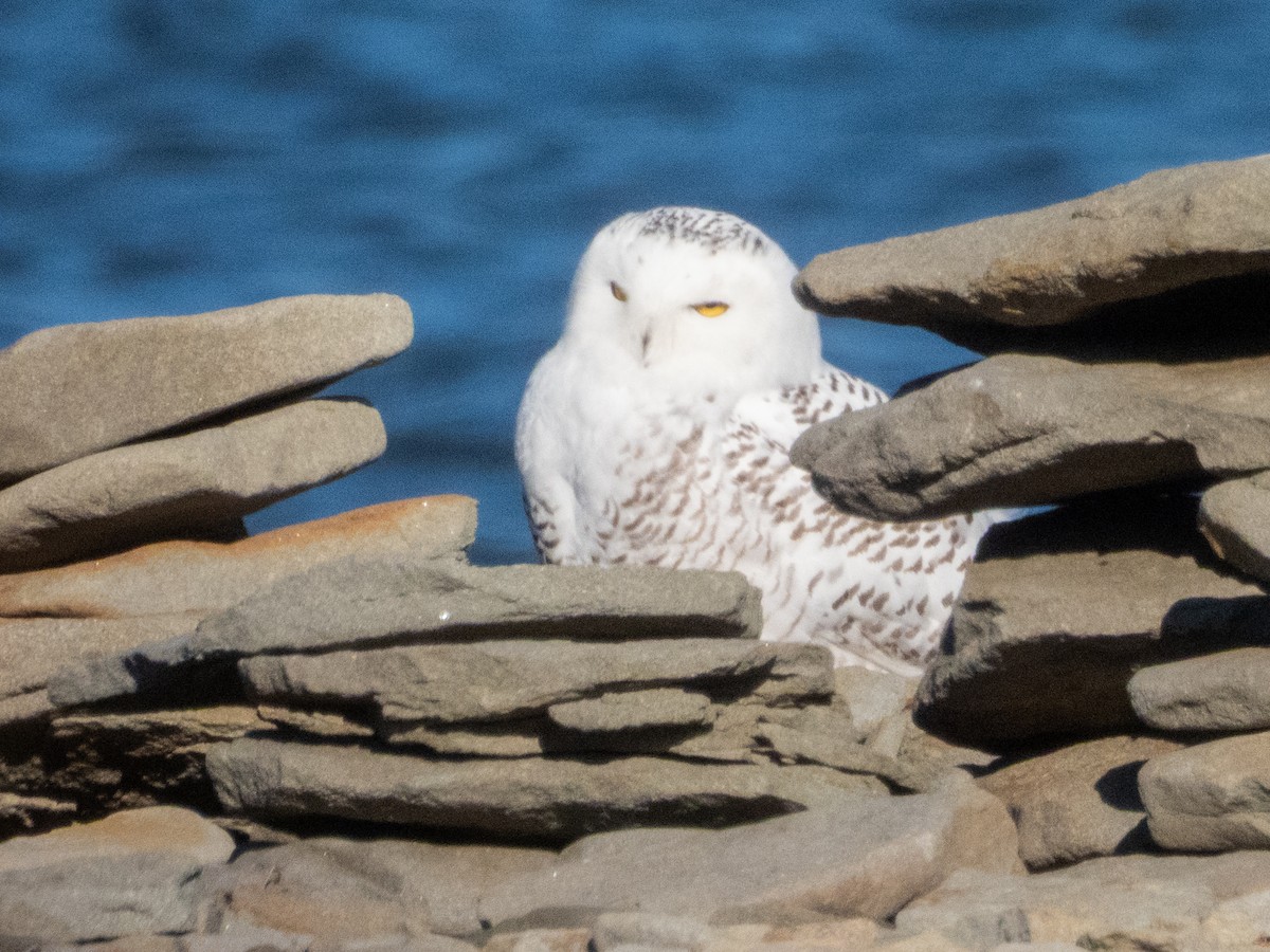 Snowy Owl - ML645740309