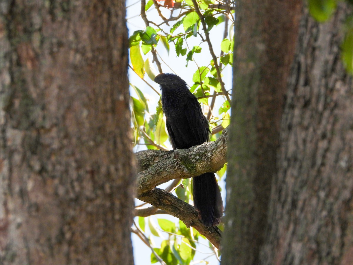 Ані товстодзьобий - ML645740310