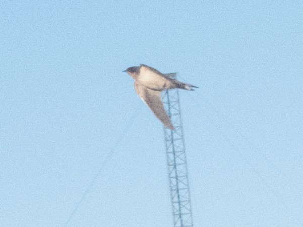 Barn Swallow - ML645740316