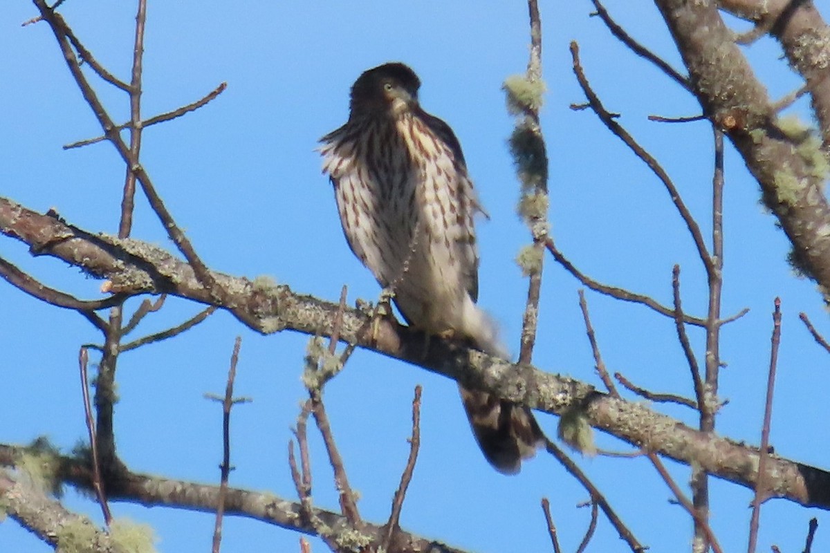 Cooper's Hawk - ML645740321
