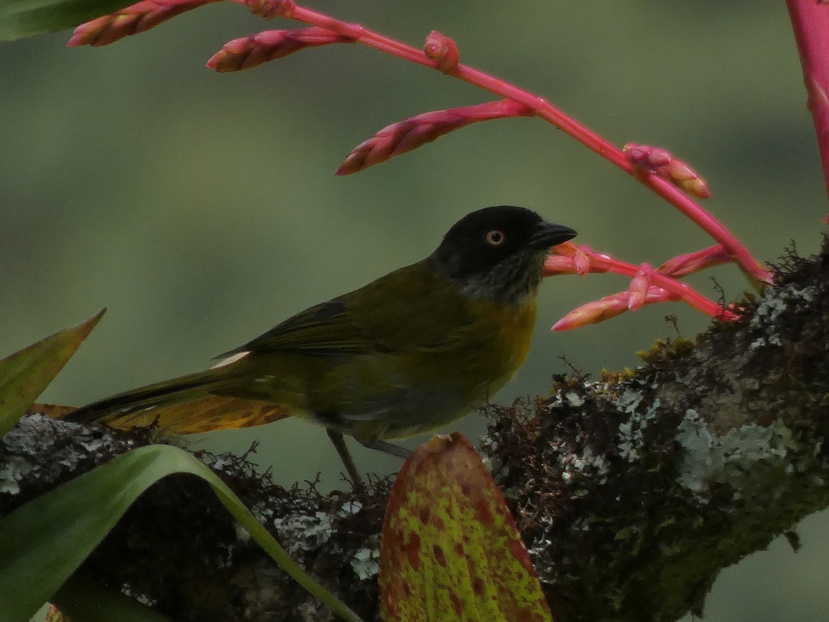 Common Chlorospingus - ML645740323