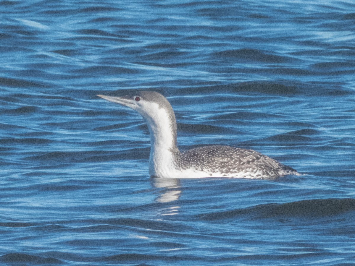 Red-throated Loon - ML645740334