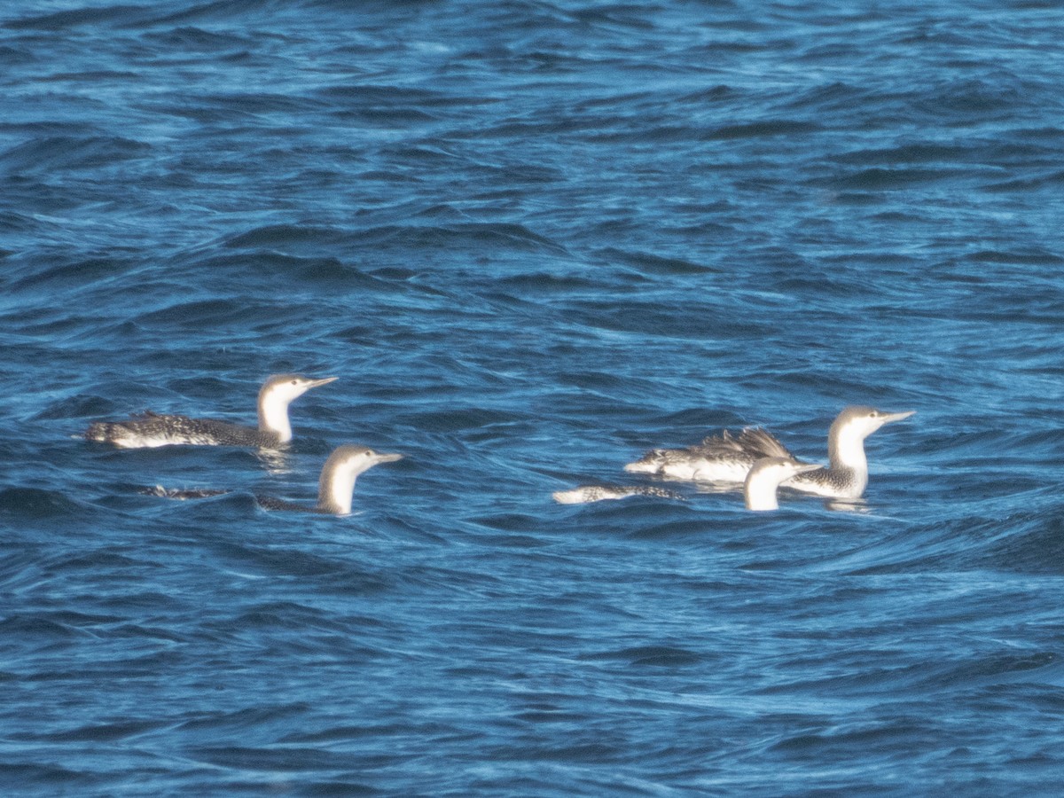 Red-throated Loon - ML645740335