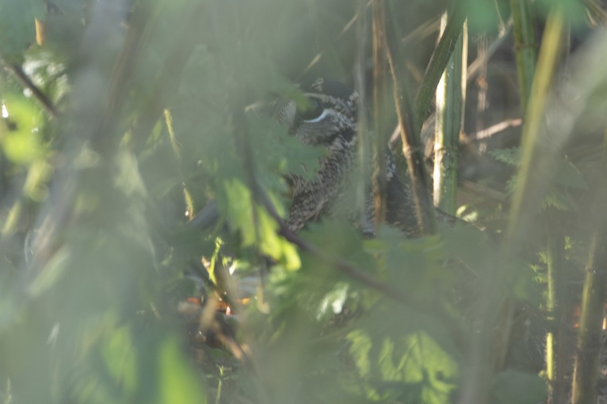 Eurasian Woodcock - ML645740338