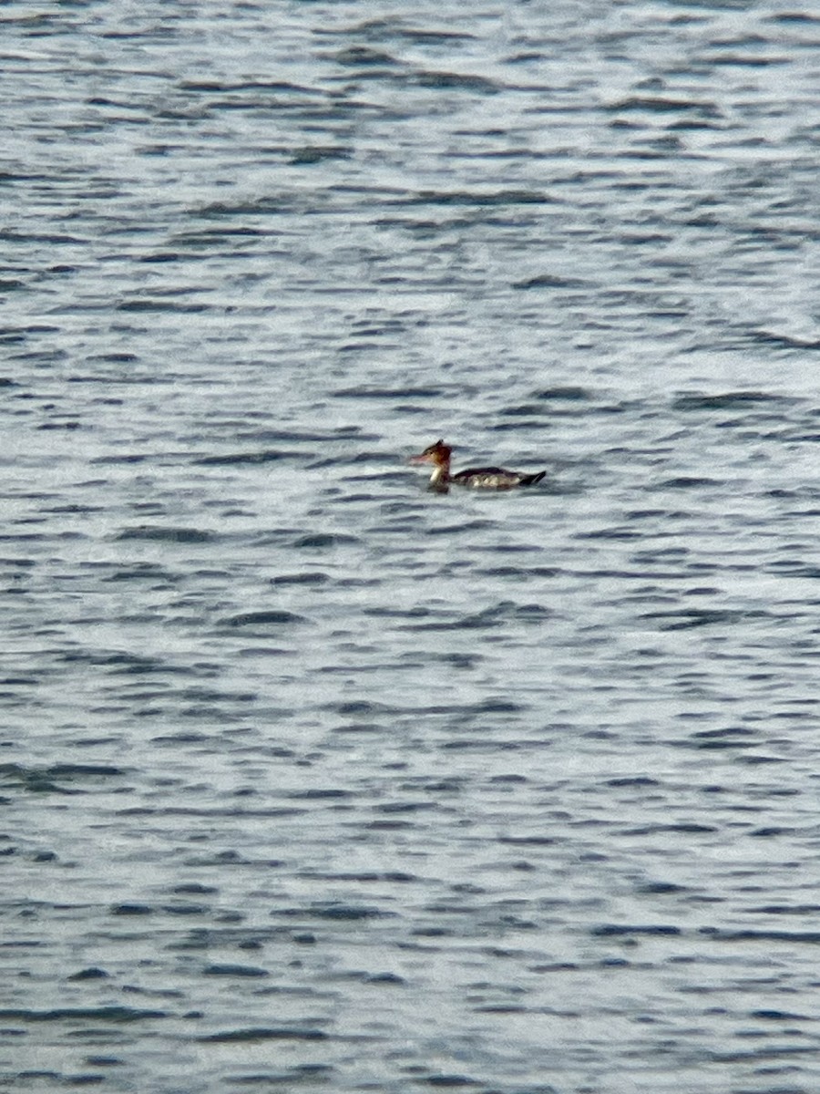Common Merganser (North American) - ML645740347