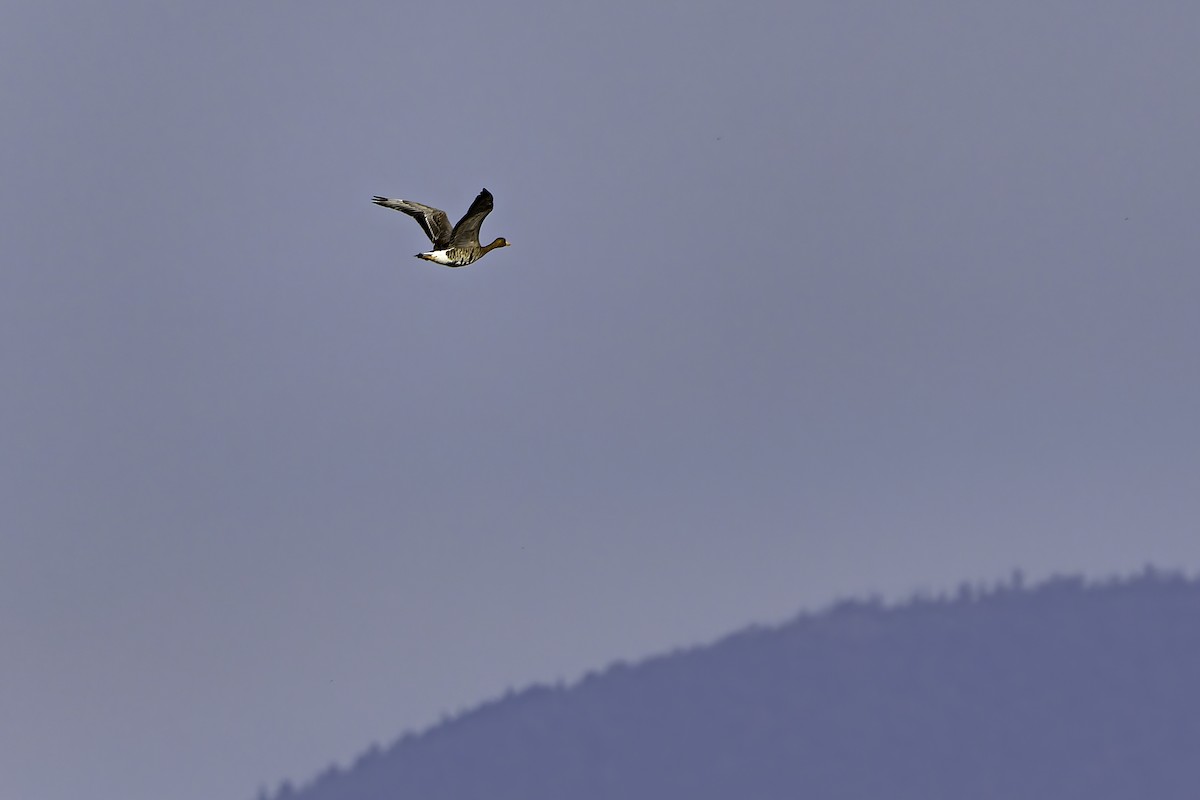 tundragås - ML645740348