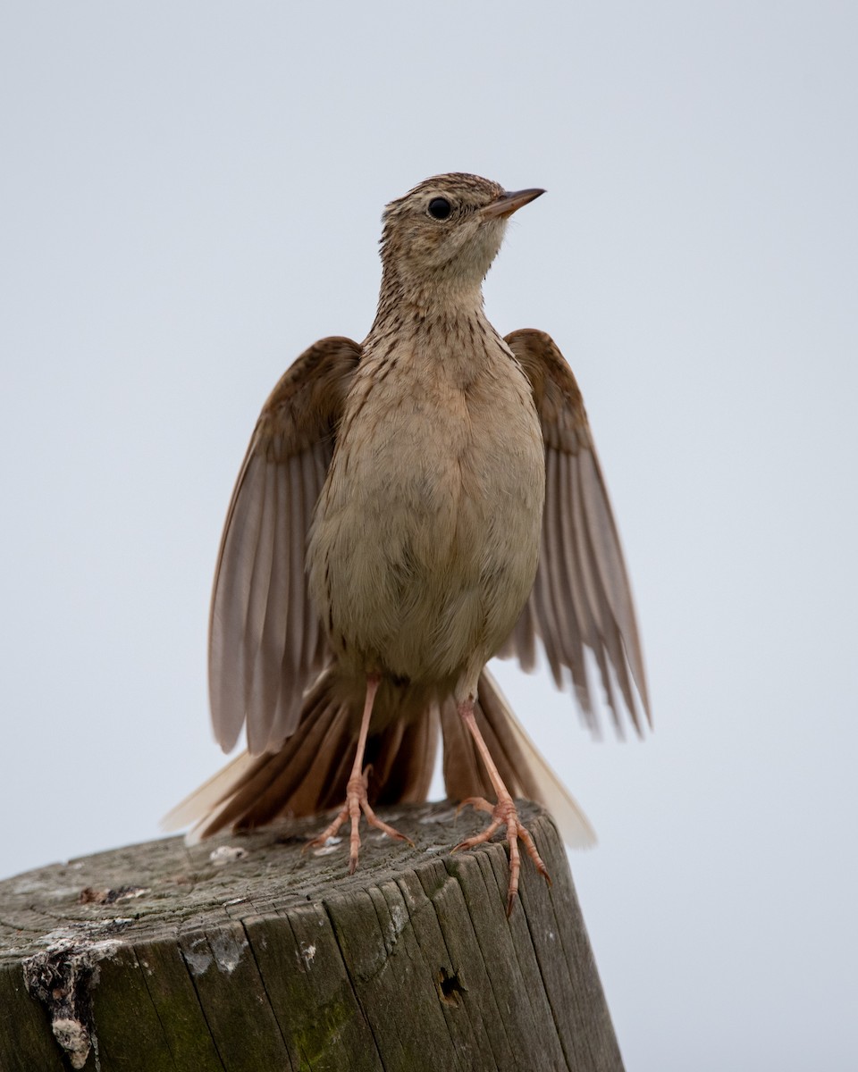 Hellmayr's Pipit - ML645740353