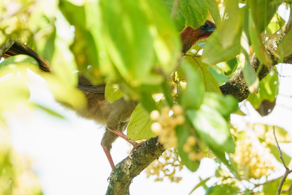 Малая чачалака - ML645740361