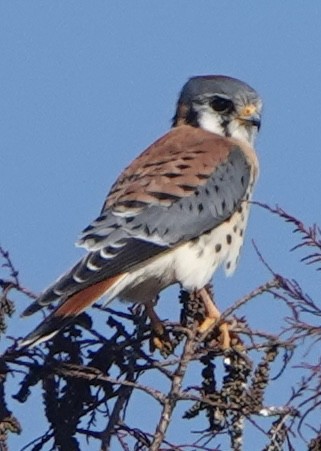 American Kestrel - ML645740375