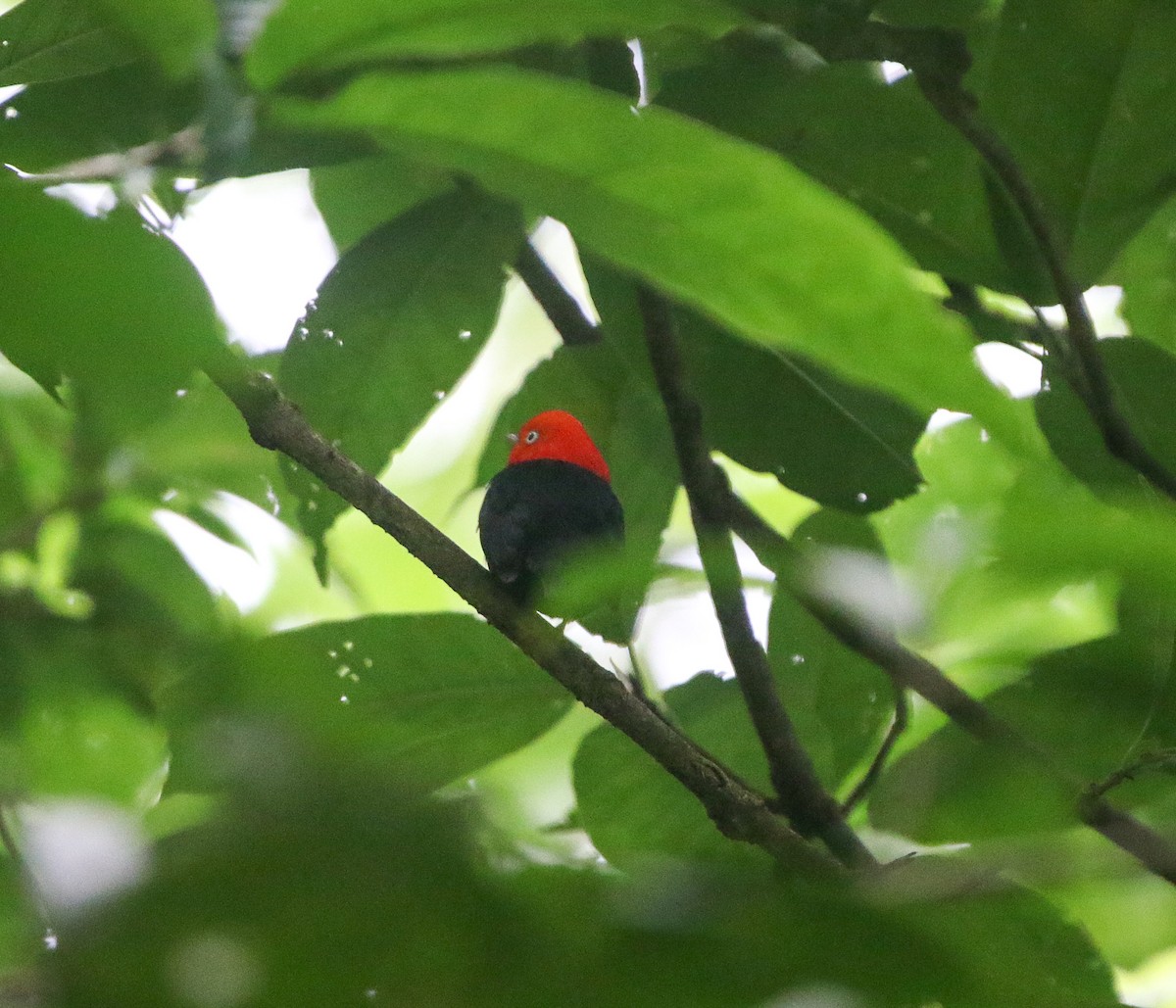 Red-capped Manakin - ML645740377