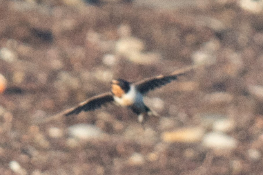 Barn Swallow - ML645740378
