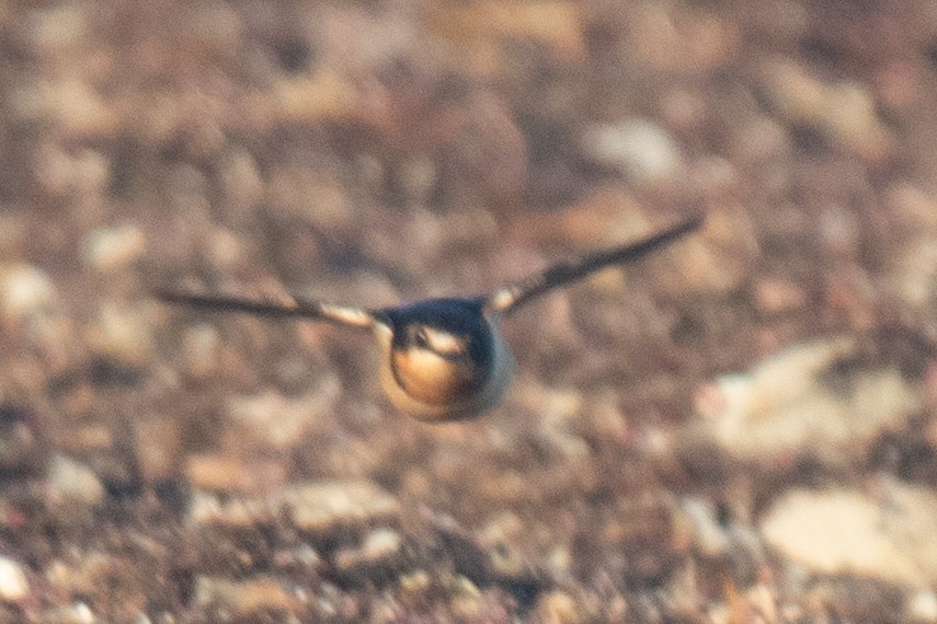 Barn Swallow - ML645740379