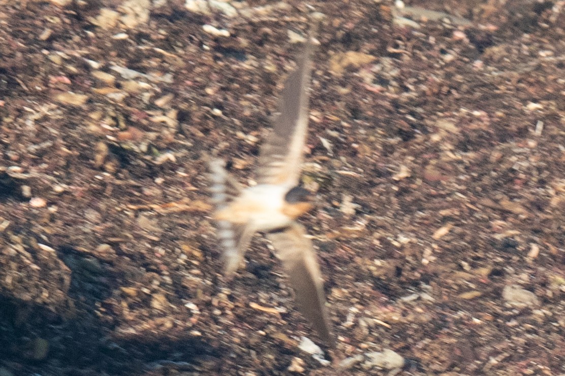 Barn Swallow - ML645740380
